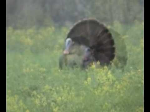 Bean Hill Buck Hunters: Chads 20 ...
