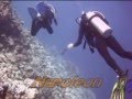 Diving Carnelia Hausriff Mehelg
