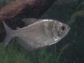 false-black-tetras.avi