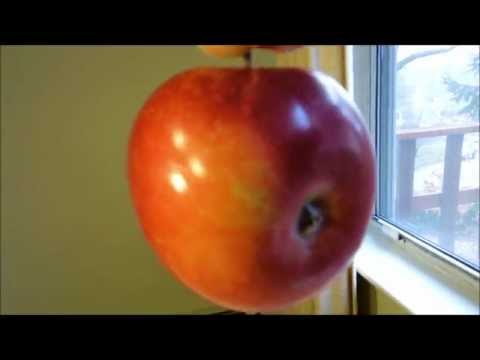 how to grow mcintosh apple tree