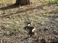 Snake Visit Under Handsome