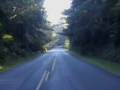 Loping Wolf - Oregon Highway