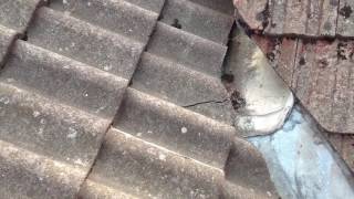 How to Know When Your Roof Needs Replaced.