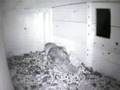 Barn Owl Dad Delivers Dinner