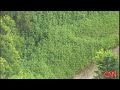 A big field of marijuana discovered