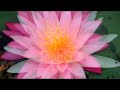 photographs of the vesak ceremony at the linh son buddhist temple in dickinson, tx.  this year, the ceremony was most special with the participation of buddhist monks from tibet.

l? ph?t ??n t?i ch�a linh s?n n?m nay th?t s? ??c bi?t v?i s? tham d? c?a c�c v? s? tibet.