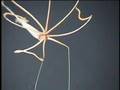 Northwestern Hawaiian Islands 2003: Unidentified Squid