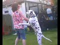 amy being humped by my dog