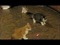 Our Playful \"Mean\" Kitties (spoof) Our Playful \"Mean\" Kitties (spoof)