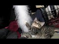 Our Playful Mean Kitties