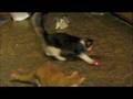 videos de Our Playful 