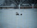 Finnigan and Sullivan in the snow