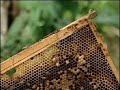 Honey Bees Are Missing! - A Really Strange Story!!
