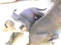 UKC blue Pit Bulls 8 weeks old