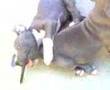 UKC blue Pit Bulls 8 weeks old