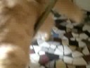 pato