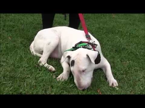 bullterrier