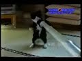 cat vs. vacuum