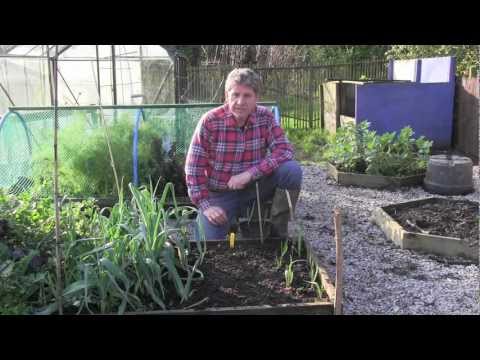 how to grow garlic in austin tx
