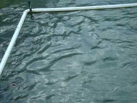 Feeding Catfish in the pond. Santa Fe, texas