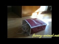 Cat playing in paper bag Cat playing in paper bag