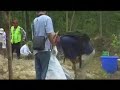 Sarawak indigenous people protest Japanese Tree-Planters