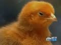 Dying Chicks is bad for their health and yours