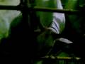 30112008(006).mp4