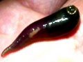 Leech Doctor