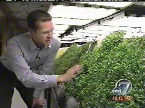 how to grow aeroponics