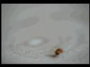 Mr�wka na haju[Ant on a drugs]