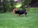 Randy, Fergus, and Penuche Wrestle 3 of 4