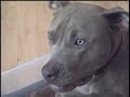 Michael Vick\ Michael Vick\
