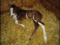 harris-paint-horses-farm.html