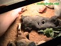 New Pets: Dec, 2009