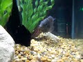convict cichlid, pleco and zebra danios- my fish tank! convict cichlid, pleco and zebra danios- my fish tank!