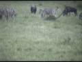 videos de Baby wildebeasts and baby zebra at Nkorho