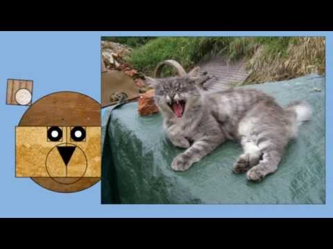 how to relieve cat constipation