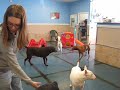 Zoe, Finn, and Copper (still up for adoption!) play at Doggie Oasis Day Care in Las Vegas, NV.