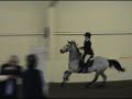 toffee showjumping winter legue
