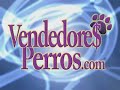 vendedores perros   lanzamiento en méxico  parte i 