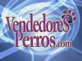 vendedores perros   lanzamiento en méxico  parte i 