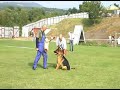 Schutzdienst Schäferhund Schutzdienst Schäferhund