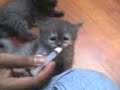 cute cat-little bubbly.
