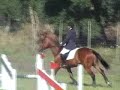 Uranio HP (Eventing horse) 6 years old