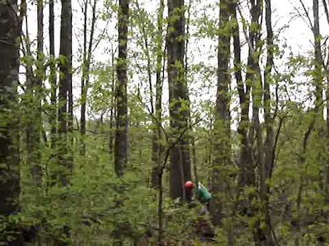 how to transplant a tree by hand