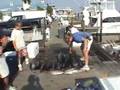 Tuna Fishing with Over Under Adventures
