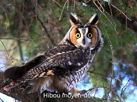 Image de prévisualisation YouTube