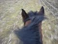 me and millie gallopin on the stubble felid