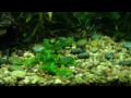 Click here to watch this video Flourish - Week 2